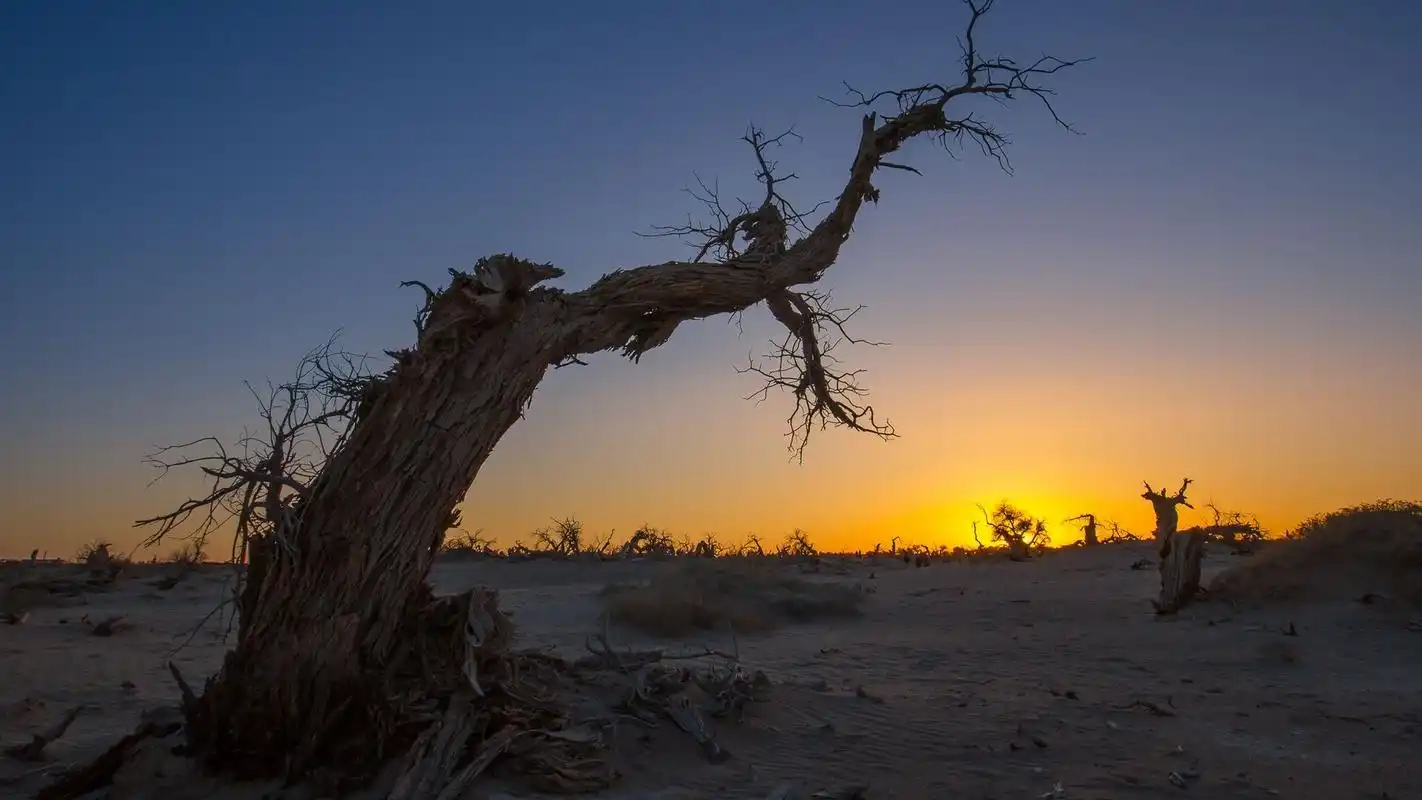 沙漠日出胡杨林高清壁纸